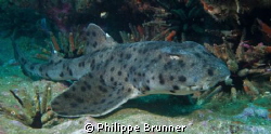 Horned shark by Philippe Brunner 
